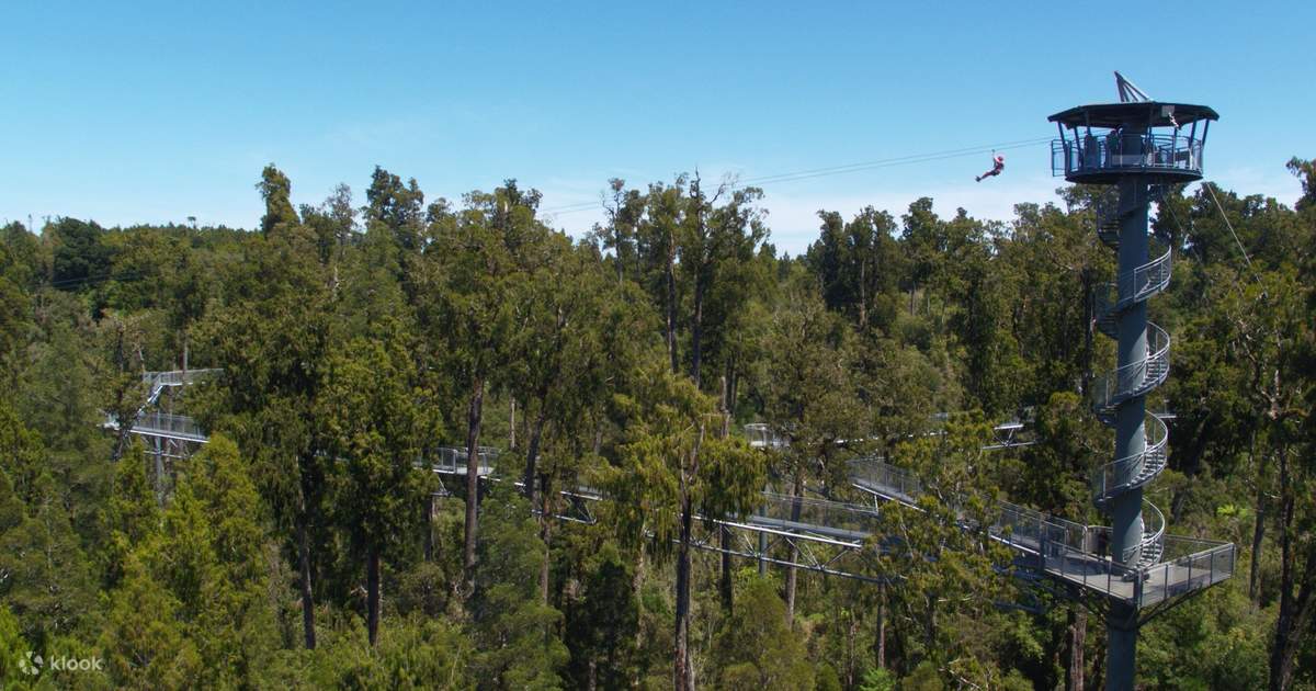 West Coast Treetop Tower Zipline & Walkway in Hokitika Klook United States